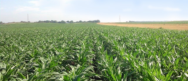 Rows of Specialty Seed Corn