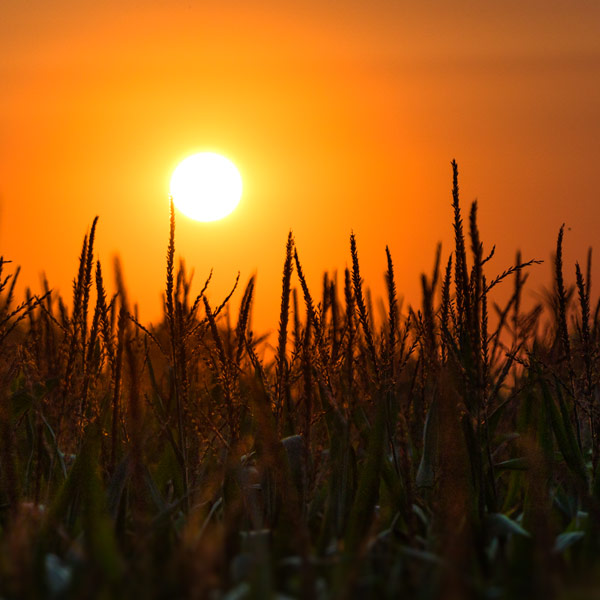 Seed corn and field corn.