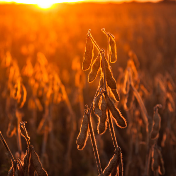 Soybeans