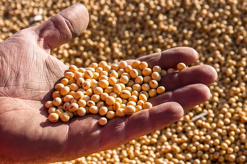 Farmer shows a handful of soybeans.