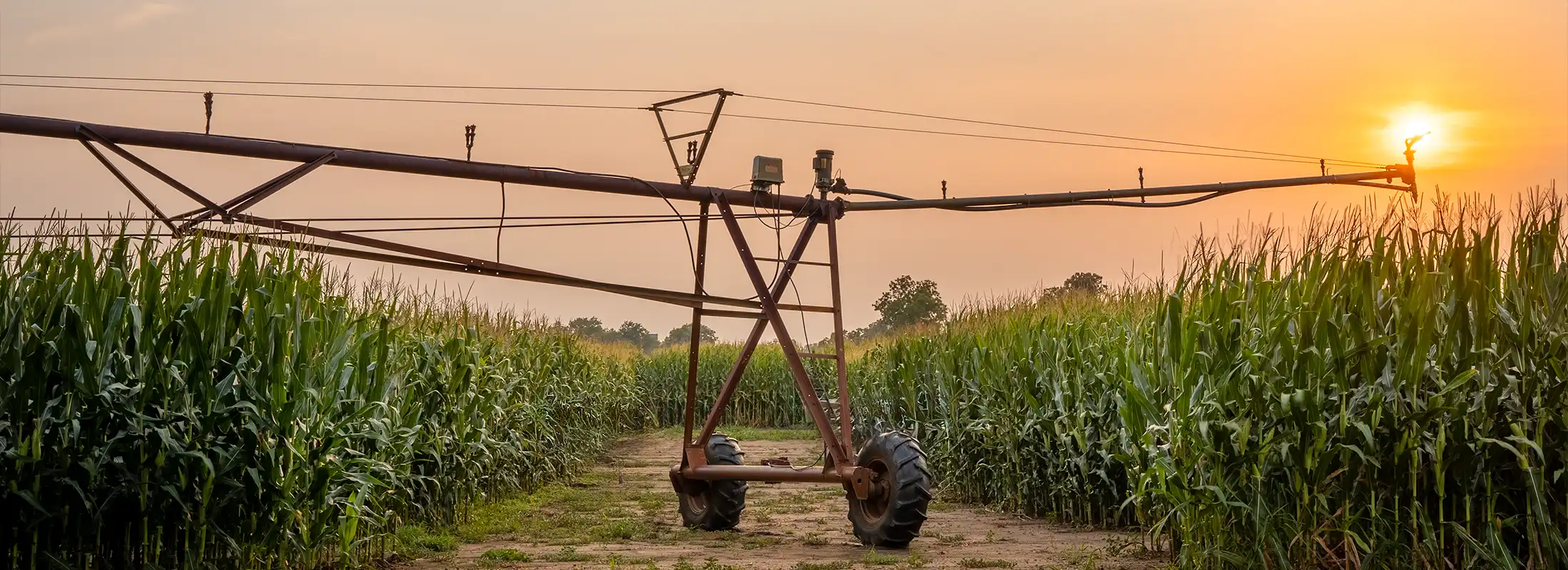 Seed corn and an irrigation pivot.