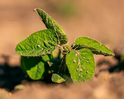 Soybeans emerging from soil.