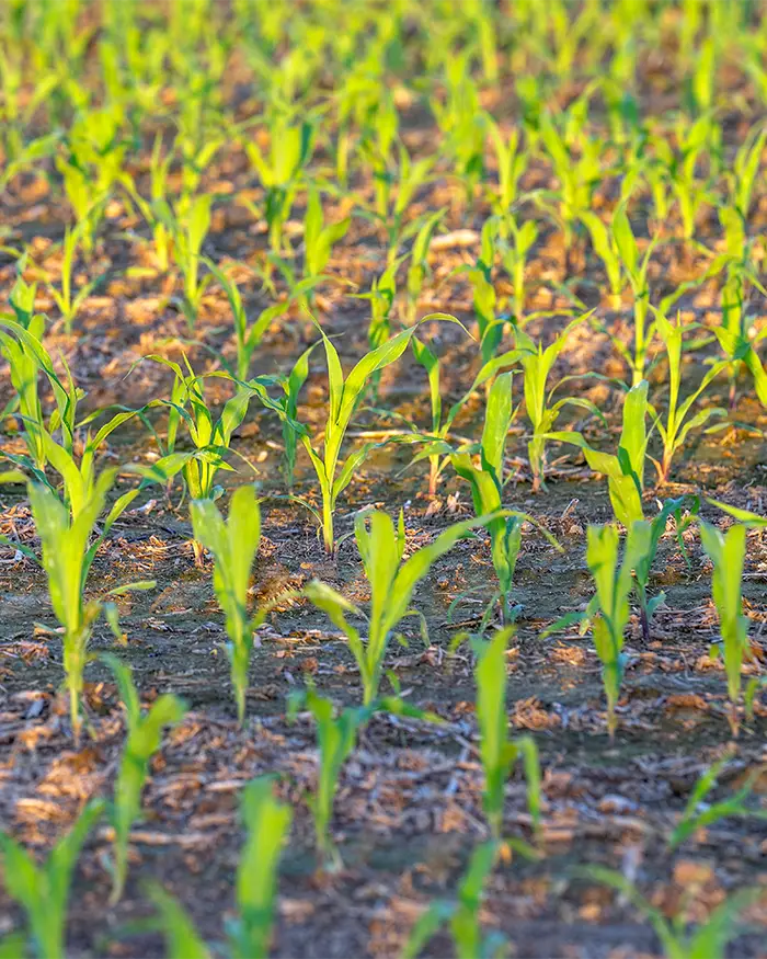 Young seed corn growing in a field.